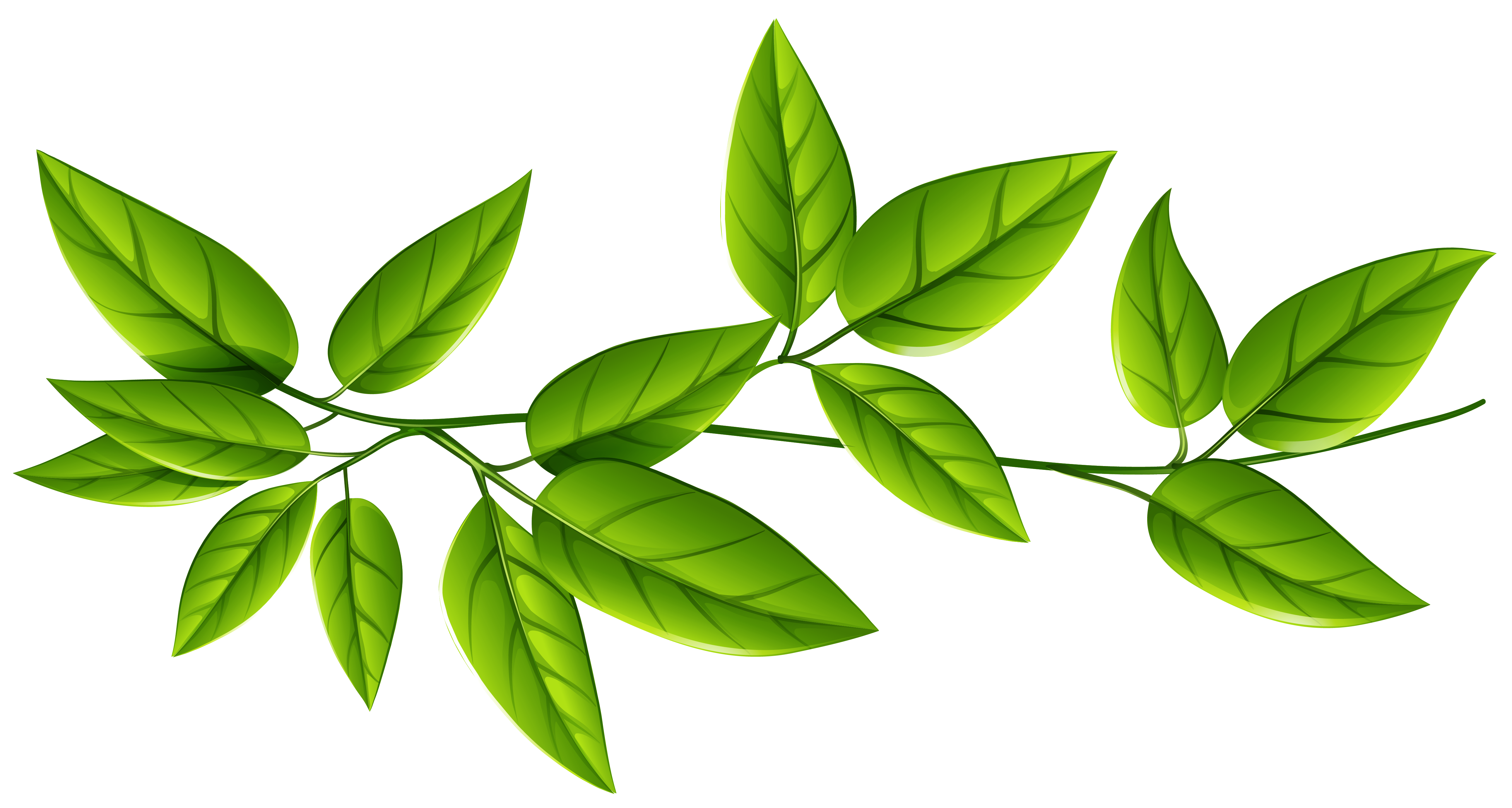 Green_Leaves_PNG_Image